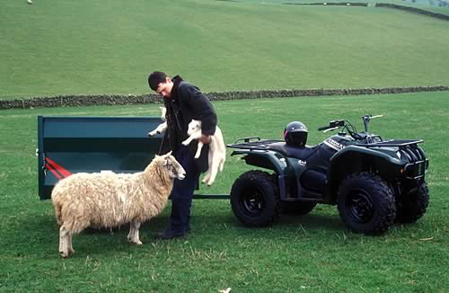 Ewe and lambs